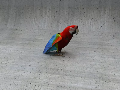 Vibrant Red Parrot With Blue And Green Feathers Standing On Gray Concrete Surface 3d model