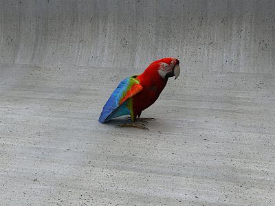 Modern parrot 3d model