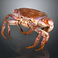 Vivid Brown And Purple Crab With Detailed Claws And Legs On Dark Background
