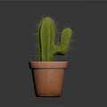 Healthy Green Cactus Growing in Orange Terracotta Pot on Dark Background