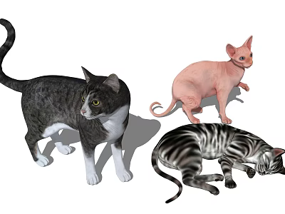 Three Different Cat Breeds Including Sphynx And Tabby In Various Poses 3d model