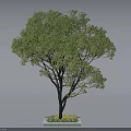 Square Tree Pit Design With Lush Green Tree And Small Plants