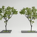 Two Green Leaf Trees With Black Trunks In Square Gray Bases On Light Gray Background 3d model