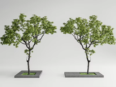 Two Green Leaf Trees With Black Trunks In Square Gray Bases On Light Gray Background 3d model