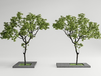 Landscape tree, courtyard tree, modeling tree, arbor 3d model