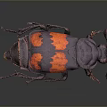Dark Purple Beetle with Orange Markings Detailed Closeup View on Dark Background