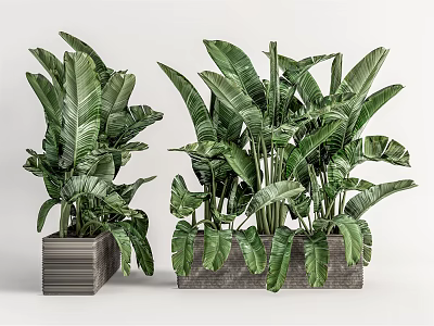 Large Leaf Indoor Potted Plants In Textured Pots For Modern Home Decor 3d model