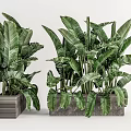 Large Leaf Indoor Potted Plants In Textured Pots For Modern Home Decor