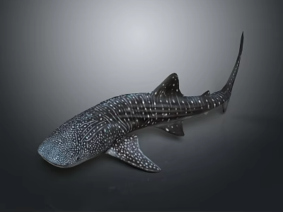 Whale Shark With Spotted Body Streamlined Shape Dorsal Fin And Tail Fin 3d model