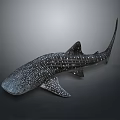 Whale Shark With Spotted Body Streamlined Shape Dorsal Fin And Tail Fin