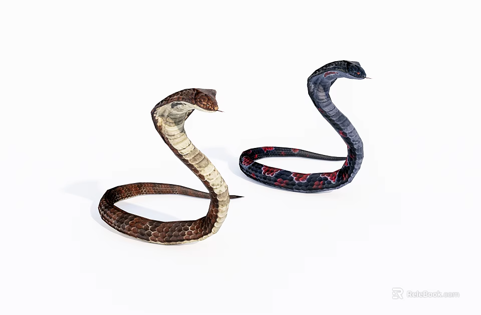 Two Colorful Reptile Snakes Brown Beige And Dark Red Patterned Coiled On White Background 3d model 
