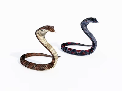 Two Colorful Reptile Snakes Brown Beige And Dark Red Patterned Coiled On White Background 3d model