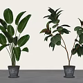 Fresh Green Potted Plants With Various Leaf Shapes In Gray Pots For Indoor Decor