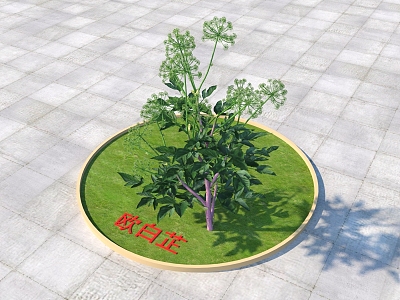 Angelica plant 382018 3d model