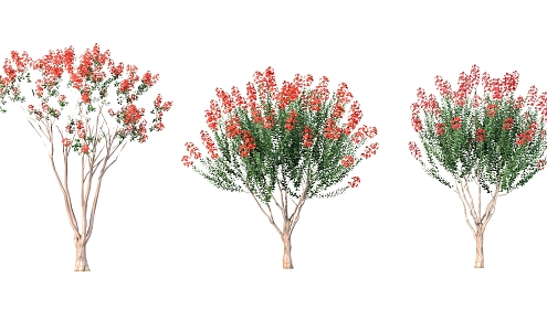 safflower crape myrtle plant trees 3d model