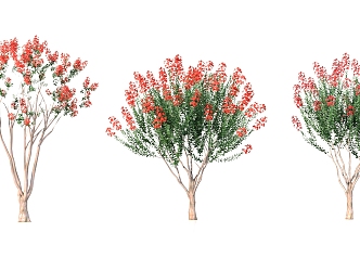 safflower crape myrtle plant trees 3d model