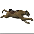 Powerful Cougar Running Fast With Leather Saddle And Bridle On White Background