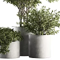 Modern Bonsai Potted Plants With Lush Green Leaves In Gray Planters Arrangement