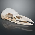 Detailed Anatomical White Bird Skull With Long Hollow Beak On Dark Reflective Background