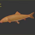 Vibrant Orange Fish 3D Rendering Isolated On Dark Background With Details 3d model