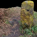 Natural Forest Ground With Moss Covered Stone Dry Leaves And Green Grass