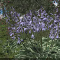 Stunning Purple Flowers Growing In Garden With Green Leaves And Lush Foliage
