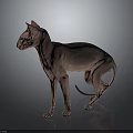 Standing Sphynx Cat With Hairless Body And Slender Build On Dark Background With Reflection