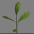 Fresh Green Plant With Slender Stem And Glossy Leaves On Light Background