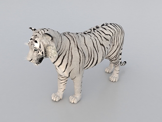 Modern Tiger White Tiger 3d model