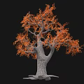 Ornamental Shrub With Orange Leaves Grayish White Trunk And Exposed Roots On Black Background