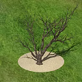 Dead Tree Standing On Sand Circle Surrounded By Green Grass Field