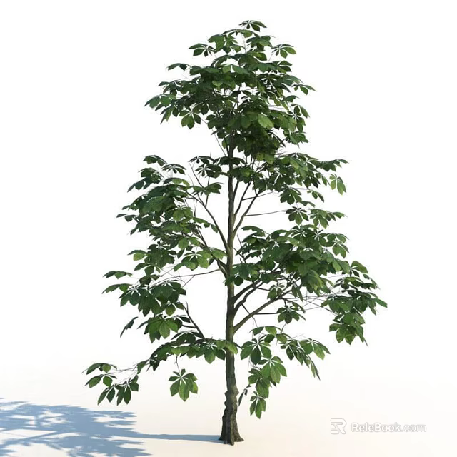 Tall Arbor With Lush Green Leaves And Straight Trunk In Natural Growth 3d model 