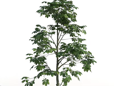 Tall Arbor With Lush Green Leaves And Straight Trunk In Natural Growth 3d model