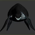 Plesiosaur 3D Model Long Neck Streamlined Body Dark Gray Skin On Gray Background With Reflection