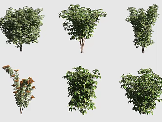 goose palm wood hawaiian plant 3d model