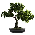 Curved Trunk Bonsai Plant With Green Leaves In Black Textured Pot