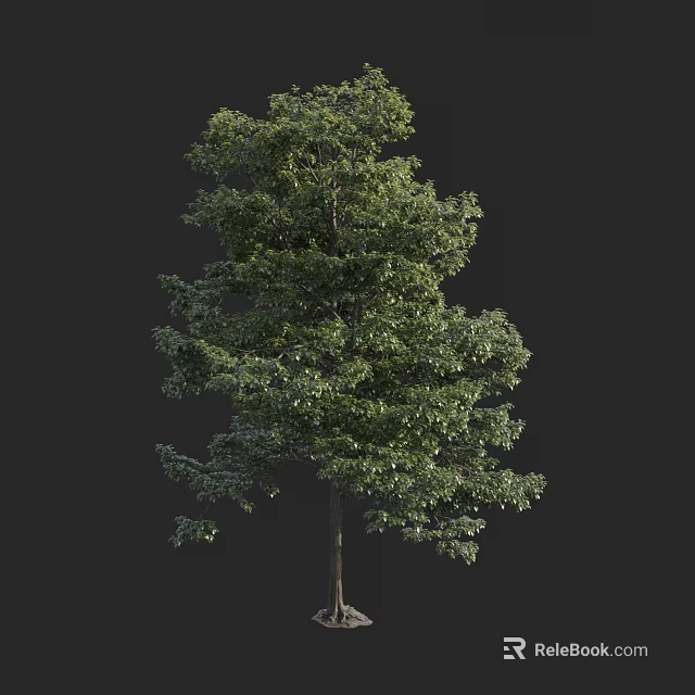 Tall Arbor With Lush Green Foliage And Straight Trunk Isolated On Dark Background 3d model 