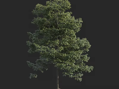 Tall Arbor With Lush Green Foliage And Straight Trunk Isolated On Dark Background 3d model