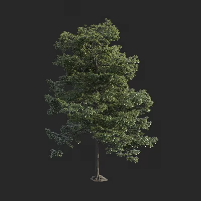 Tall Arbor With Lush Green Foliage And Straight Trunk Isolated On Dark Background 3d model
