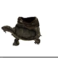Tortoise Carrying Brown Leather Saddle And Bridle On Its Shell