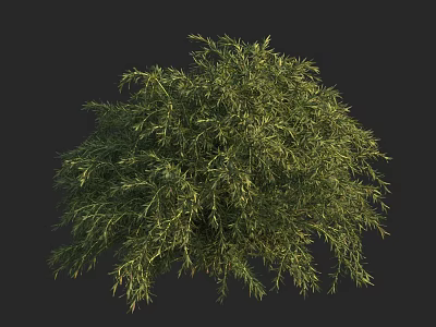 Lush Green Shrub With Dense Foliage And Natural Branch Structure 3d model
