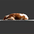 Brown and white dog resting comfortably on light gray mat with gray background