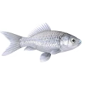 Various Colorful Aquatic Fish Species With Silver Striped And Golden Bodies