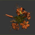 Orange Lily Plant With Blooms Buds Green Stems Leaves Against Gray Background