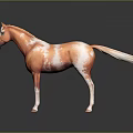 Realistic Orange And White Standing Horse Model With Lifelike Features On Gray Background 3d model