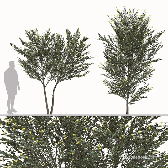 Arbor Trees With Dense Foliage And Yellow Blossoms Next To Human Silhouette For Size Comparison 3d model 