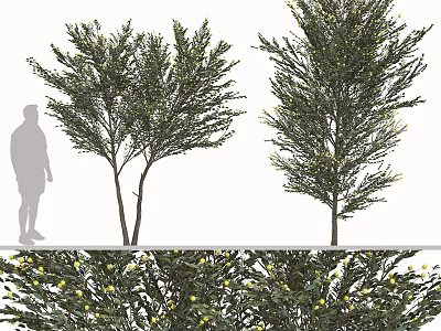 Arbor Trees With Dense Foliage And Yellow Blossoms Next To Human Silhouette For Size Comparison 3d model