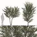Arbor Trees With Dense Foliage And Yellow Blossoms Next To Human Silhouette For Size Comparison