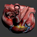 Human Heart Anatomical Model With Red Surface And Blue Yellow Blood Vessels