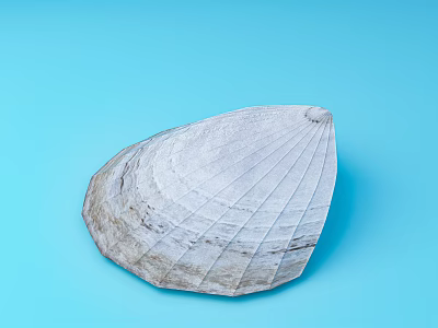 Modern Shell Shell Decorative Ornaments 3d model Modern Shell Shell Decorative Ornaments 3d model